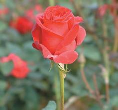 �����Ӽ�����Ƶ�����ǿ���������д��᣺���С���ǡ���Ĭ...